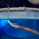 Illustration for article titled NASA Is Considering The Use Of Soft Robotic Squids To Explore Europa